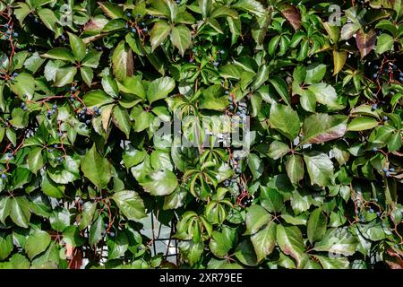 Arrière-plan avec beaucoup de grandes feuilles rouges et vertes et baies bleues de Parthenocissus quinquefolia plante, connue sous le nom de Virginia rampante, cinq feuilles de lierre ou Banque D'Images