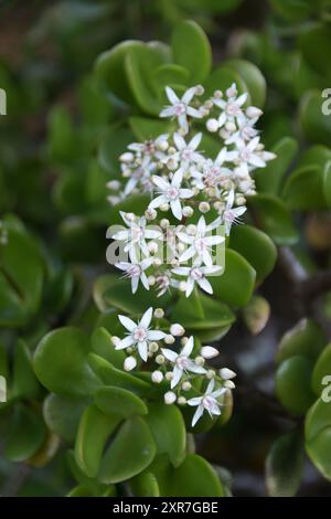 Fleurs blanches en forme d'étoile de Jade Plant, plante d'argent, Crassula ovata Pink. Originaire d'Afrique du Sud, cultivant dans le jardin du Queensland, Australie. Banque D'Images