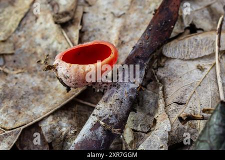 Les champignons rouges comestibles de printemps Sarcoscypha poussent dans la forêt. gros plan. Sarcoscypha austriaca ou Sarcoscypha coccinea - champignons du début de la saison du printemps, kn Banque D'Images