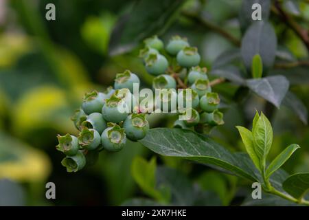 Bleuet du Nord ou sucré fait mal à Vaccinium boreale cultivé à la ferme biologique. Banque D'Images