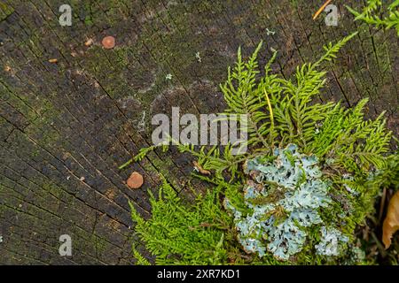 Un gros plan de lichen Hypogymnia physodes sur une vieille branche d'arbre. Banque D'Images