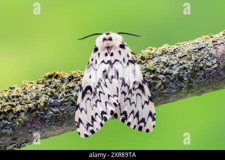 Black Arches Moth, Lymantria monacha, femelle adulte célibataire reposant sur une branche avec lichen dessus, Norfolk, Royaume-Uni, 8 août 2024 Banque D'Images