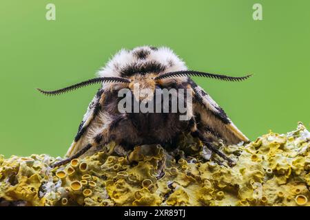 Teigne Black Arches, Lymantria monacha, gros plan de la tête d'une femelle adulte reposant sur la branche avec lichen dessus, Norfolk, Royaume-Uni, 8 août 2024 Banque D'Images