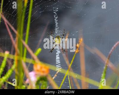 Araignée guêpe femelle, Argiope bruennichi, au milieu de sa toile Banque D'Images