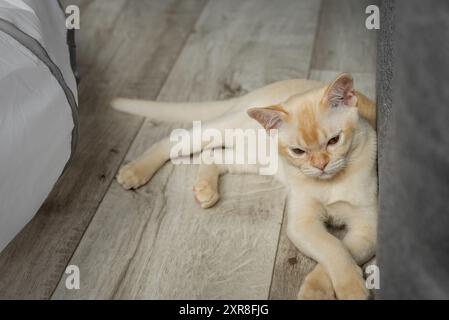 Chaton birman reposant sur le sol dans la chambre. Chat au gingembre à l'intérieur. Banque D'Images