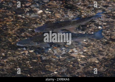 Chub (Squalius cephalus) frayant sur le lit de galets de la rivière Yare Norfolk juillet 2024 Banque D'Images