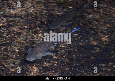 Chub (Squalius cephalus) frayant sur le lit de galets de la rivière Yare Norfolk juillet 2024 Banque D'Images