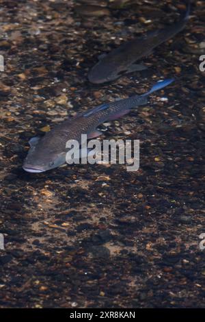 Chub (Squalius cephalus) frayant sur le lit de galets de la rivière Yare Norfolk juillet 2024 Banque D'Images