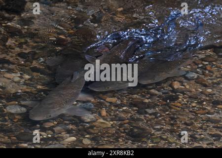 Chub (Squalius cephalus) frayant sur le lit de galets de la rivière Yare Norfolk juillet 2024 Banque D'Images