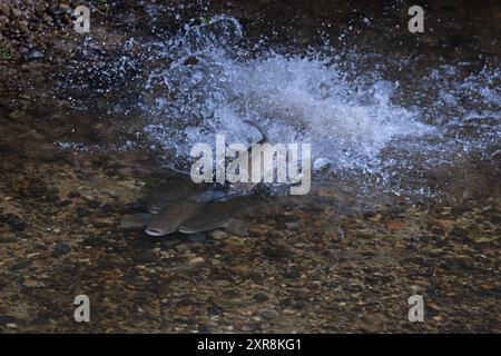 Chub (Squalius cephalus) frayant sur le lit de galets de la rivière Yare Norfolk juillet 2024 Banque D'Images