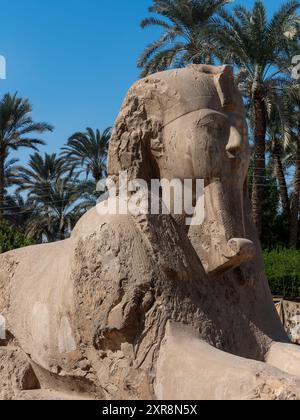 Sphinx d'albâtre , exposé au musée en plein air MIT Rahina Memphis Egypte Banque D'Images