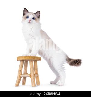 Chaton chat Ragdoll expressif, debout sur le côté avec des pattes sur un petit tabouret en bois. Regardant vers la caméra avec les yeux bleus. Isolé sur un backgro blanc Banque D'Images