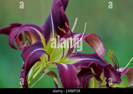 Fleur de lys violette colorée luxuriante et violette de jour Fermer Hemerocallis Banque D'Images