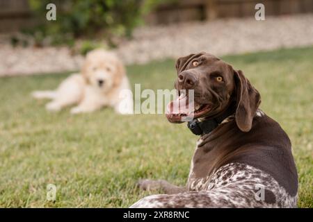 Chien adulte regardant derrière la caméra souriant Banque D'Images