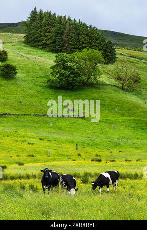 Vaches et fermes dans le Yorkshire Dales National Park, North Yorkshire, Angleterre Banque D'Images