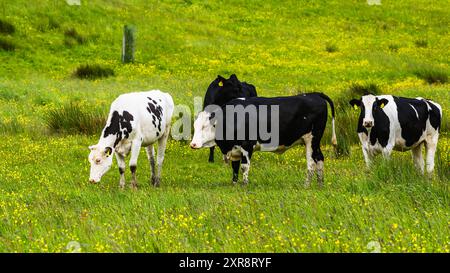 Vaches et fermes dans le Yorkshire Dales National Park, North Yorkshire, Angleterre Banque D'Images