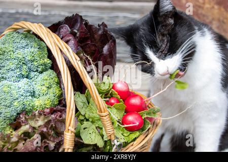 Chat noir et blanc grignoter sur la feuille à côté d'un panier de légumes Banque D'Images