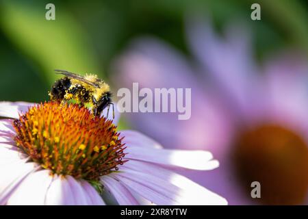 Bourdon cueillant du pollen sur une fleur d'échinacée rose dans un jardin Banque D'Images