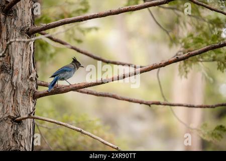 Petit oiseau assis sur une branche à l'extérieur Banque D'Images