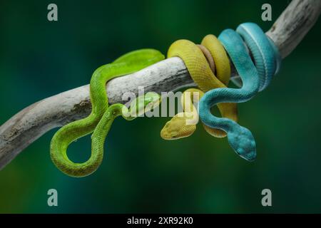 Bébé insularis pit viper sur la branche Banque D'Images