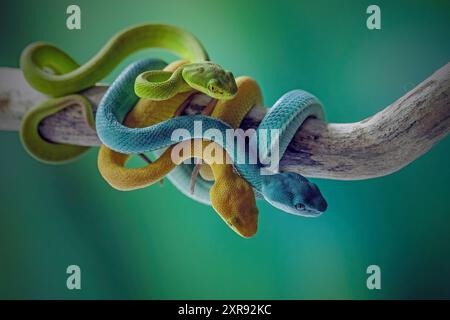 Bébé insularis pit viper sur la branche Banque D'Images