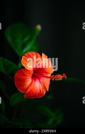 une grosse fleur rouge. macro photo Banque D'Images