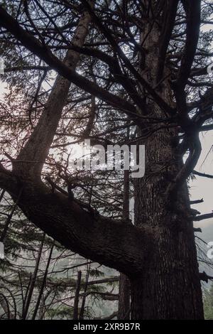 Un captivant plan artistique captivant capturant toute l'envergure d'un majestueux Cedrus deodara, également connu sous le nom de cèdre de l'Himalaya, originaire de l'Himalaya Banque D'Images