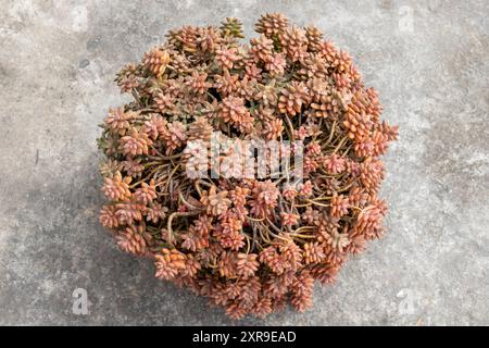 Vue de dessus de Sedum succulent dans un pot sur sol en béton Banque D'Images