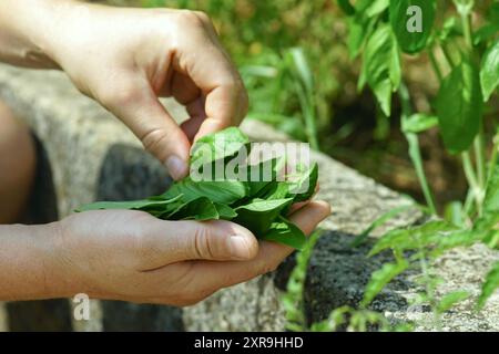 Cueillette d'herbes dans les lits de jardin extérieurs - mains masculines cueillant des feuilles de basilic vert (Ocimum basilicum). L'homme place soigneusement des feuilles de basilic fraîchement cueillies Banque D'Images