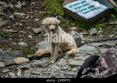July25th2024, Himachal Pradesh, Inde. Un charmant chiot blanc mastiff Himachali dans les superbes montagnes himalayennes de l'Himachal Pradesh, en Inde. Une charcuterie Banque D'Images