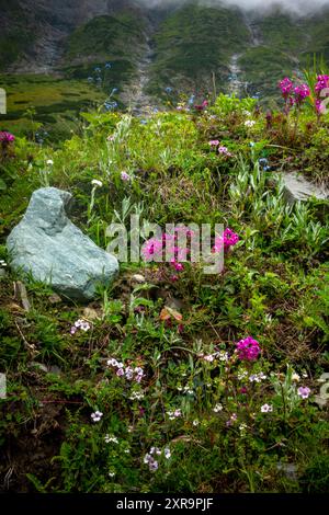 Pedicularis verticillata, ou lousewort tourbillonné, présentant ses fleurs et sa plante en fleurs dans les prairies himalayennes de l'Himachal Pradesh, en Inde. Banque D'Images