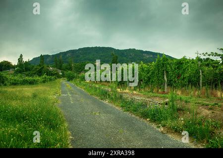 Vignobles sur une pente à Badacsony, région viticole de Hongrie. Photo de haute qualité Banque D'Images