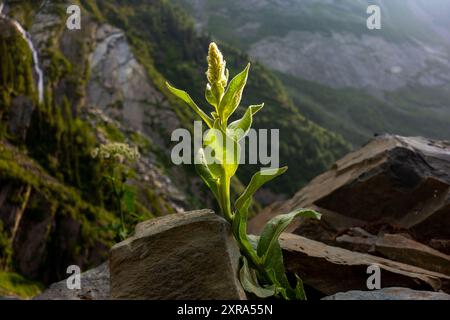 Verbascum thapsus, connu sous le nom de grand molène, grand molène, ou molène commune, trouvé dans la région himalayenne de l'Himachal Pradesh, en Inde. Banque D'Images