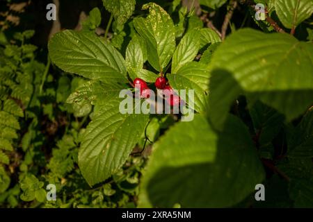 Viburnum Grandiflorum (Viburnum de l'Himalaya) plante avec des feuilles et des baies rouges dans les forêts ouvertes de l'Himachal Pradesh Banque D'Images