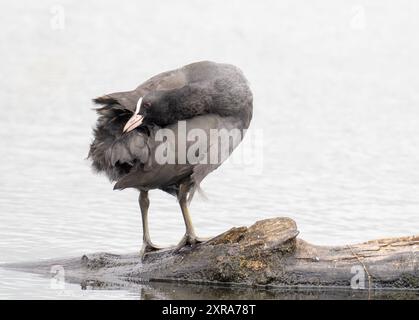 A Eurasian Coot, Fulica atra Preening à Leighton Moss, Silverdale, Lancashire, Royaume-Uni. Banque D'Images