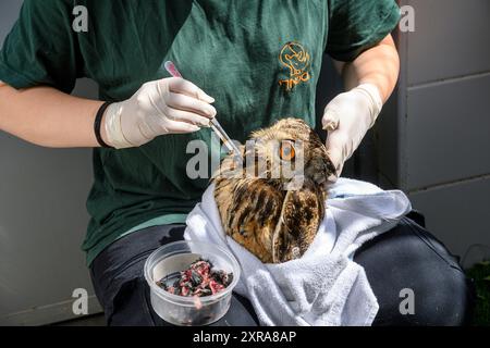 Care donneurs nourrit de force un jeune orphelin, Bubo bubo بوهة أوراسية, aigle-hibou eurasien photographié à l'hôpital israélien de la faune, Ramat Gan, Banque D'Images