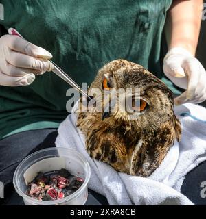 Care donneurs nourrit de force un jeune orphelin, Bubo bubo بوهة أوراسية, aigle-hibou eurasien photographié à l'hôpital israélien de la faune, Ramat Gan, Banque D'Images