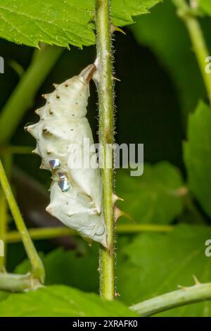 Compton Tortoiseshell Chrysalis - Nymphalis vaualbum Banque D'Images