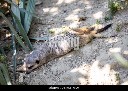Zagreb, Croatie. 09 août 2024. Suricat est vu dans le ZOO DE Zagreb le 9 août 2024., à Zagreb, Croatie. Photo : Mia Slafhauzer/PIXSELL crédit : Pixsell/Alamy Live News Banque D'Images