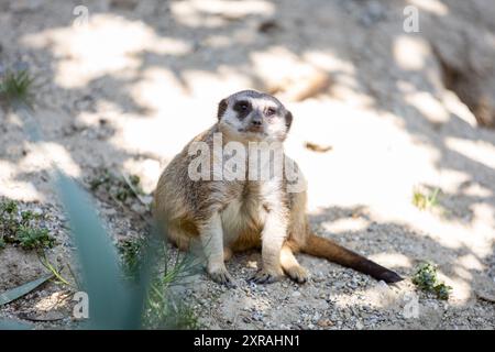 Zagreb, Croatie. 09 août 2024. Suricat est vu dans le ZOO DE Zagreb le 9 août 2024., à Zagreb, Croatie. Photo : Mia Slafhauzer/PIXSELL crédit : Pixsell/Alamy Live News Banque D'Images