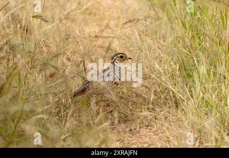 Le courser de Heuglin à trois bandes est superbement camouflé pour se fondre dans les habitats de prairies sèches qu'ils préfèrent. Banque D'Images