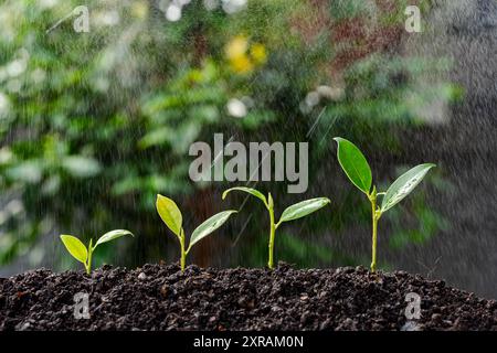 Jeunes plantes poussant sous la pluie. Les plantes sont vertes et saines, et elles poussent dans une rangée. La pluie tombe sur les plantes, et elles sont cov Banque D'Images