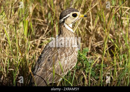 Le courser de Heuglin à trois bandes est superbement camouflé pour se fondre dans les habitats de prairies sèches qu'ils préfèrent. Banque D'Images