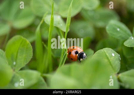 Coccinelle émergeant d'une parcelle de trèfles. Il y a quelques gouttes de rosée sur les feuilles de trèfle et des brins d'herbe émergent aussi Banque D'Images