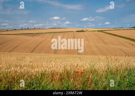 Champs roulants de blé ligné avec ferme en arrière-plan et coquelicots au premier plan par une journée ensoleillée claire. Banque D'Images