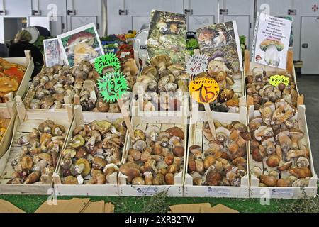 Florence, Italie - 01 octobre 2009 : champignons Porcini frais et sauvages de Sicile au marché agricole du centre-ville. Banque D'Images