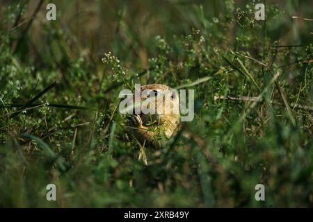 Mignon petit animal à côté du lac intérieur Tihany, Hongrie. Écureuil terrestre européen (Spermophilus citellus) Banque D'Images