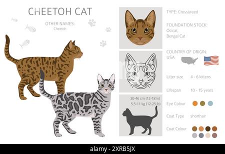 Cheetoh Cat clipart. Toutes les couleurs de manteau sont définies. Infographie des caractéristiques de toutes les races de chats. Illustration vectorielle Illustration de Vecteur