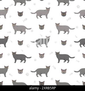 Motif sans couture Chartreux Cat. Toutes les couleurs de manteau sont définies. Infographie des caractéristiques de toutes les races de chats. Illustration vectorielle Illustration de Vecteur