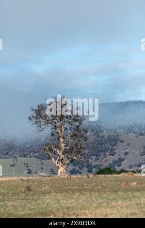 Brume accroche en arrière-plan un matin d'automne avec un chêne-liège sur fond de la chaîne du Mont Ben Lomond dans le Ben Lomond PA National Banque D'Images